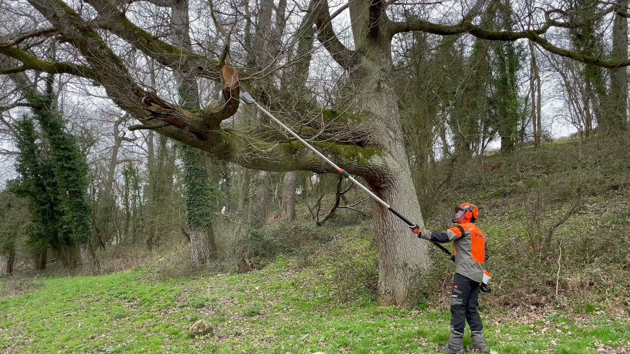 TREE REMOVAL.  Can I do it myself or should I hire a professional?