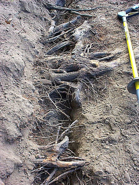 Air-Spade 2000 Air Excavation Tool (150scfm) (3)