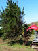 Intimidator Stump Digger/Carry/Pull/Saw Attach. (1)