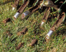 Rent an Aerator, Stand on 30" zero turn, 22HP (4)